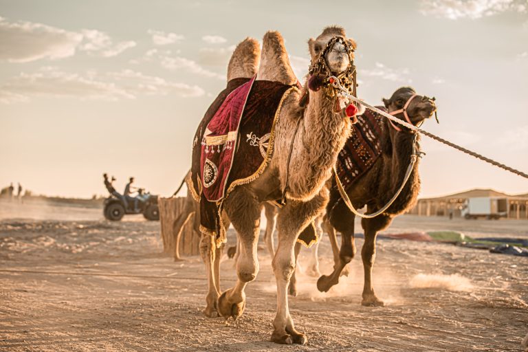 Uzbekistan Camel Riding